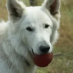 Mas Del Llop Blanc - Dog Friendly Rural -