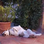 Mas Del Llop Blanc - Dog Friendly Rural - Oda ve Kahvaltı