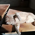 Oda ve Kahvaltı Mas Del Llop Blanc - Dog Friendly Rural - Sobrestany