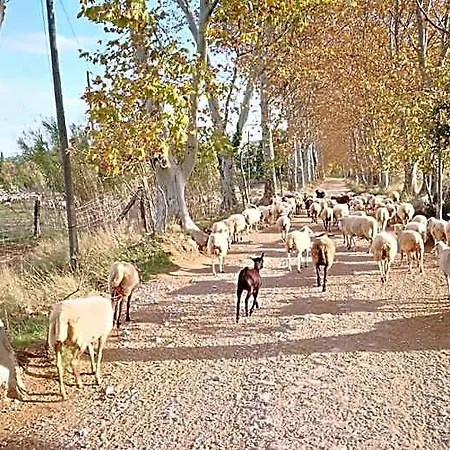 Mas Del Llop Blanc - Dog Friendly Rural -