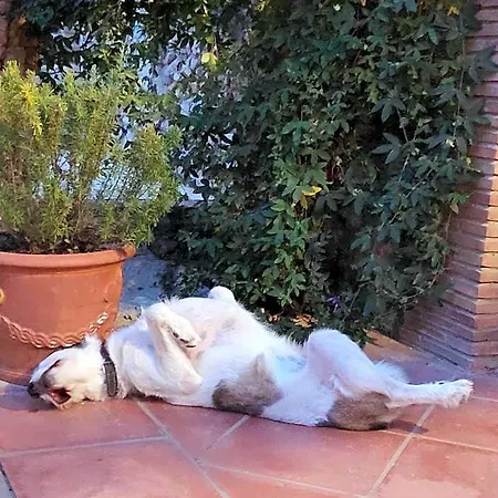 Mas Del Llop Blanc - Dog Friendly Rural - Sobrestany