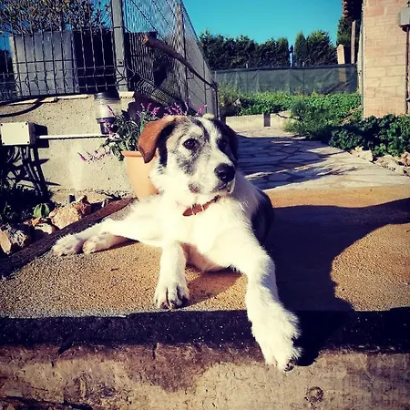 Mas Del Llop Blanc - Dog Friendly Rural - 3* Sobrestany