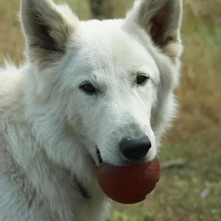 Mas Del Llop Blanc - Dog Friendly Rural -