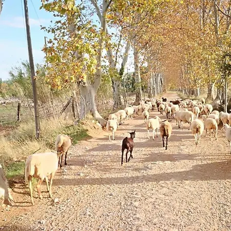 Mas Del Llop Blanc - Dog Friendly Rural - Bed & Breakfast