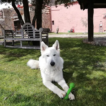 Mas Del Llop Blanc - Dog Friendly Rural - Bed & Breakfast 3*