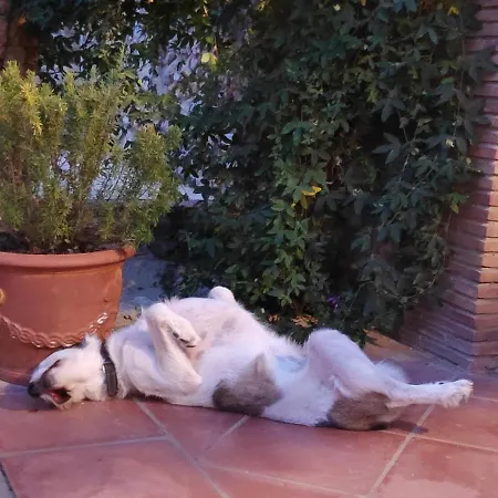 Mas Del Llop Blanc - Dog Friendly Rural - Panzió