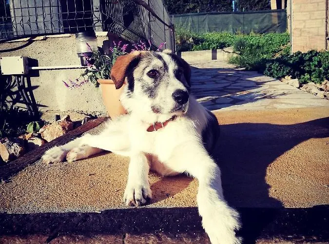 Mas Del Llop Blanc - Dog Friendly Rural - 4* Sobrestany