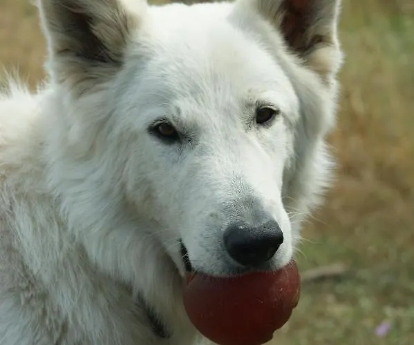Mas Del Llop Blanc - Dog Friendly Rural -