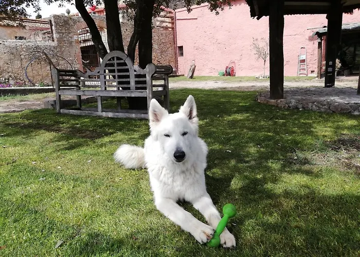 Mas Del Llop Blanc - Dog Friendly Rural - Bed and Breakfast 4*