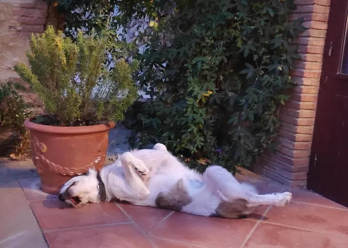 Mas Del Llop Blanc - Dog Friendly Rural - Bed and Breakfast